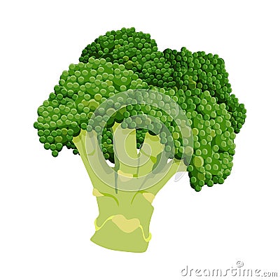 Broccoli side view, a cob of a cabbage family plant, a small green tree. Isolated vector illustration on white Vector Illustration