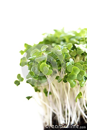 Broccoli sprouts Stock Photo