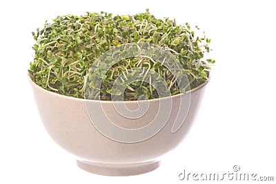 Broccoli Sprouts in Bowl Isolated Stock Photo