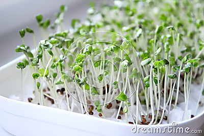 Broccoli sprouts Stock Photo