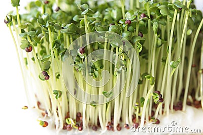 Broccoli sprouts Stock Photo