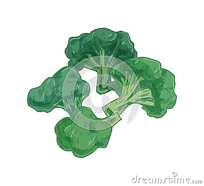 Broccoli with stalks and tops. Composition with brocoli with lush heads and stems. Green brocolli vegetables. Fresh Vector Illustration