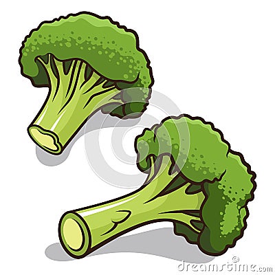 Broccoli Vector Illustration