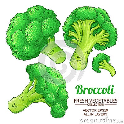 Broccoli vector isolated Vector Illustration