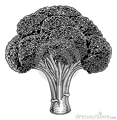 Broccoli Vegetable Vintage Woodcut Illustration Vector Illustration