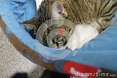 Brocken claw sticked in head after fight between cats red arrow Stock Photo