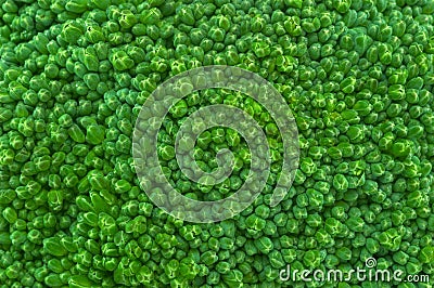 Brocolli bunch close up Stock Photo