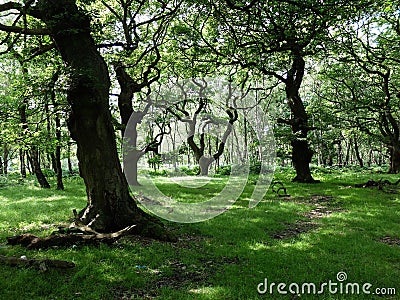 Brocton Coppice Stock Photo