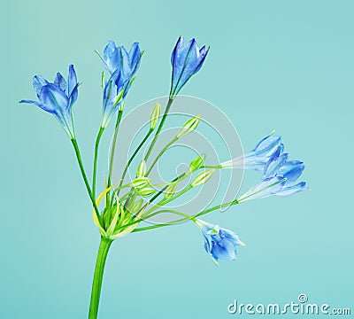 Brodiaea Blue Flower Stock Photo