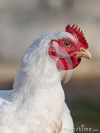 Broiler chicken Stock Photo