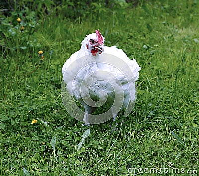 Broiler chicken walks on a green lawn Stock Photo