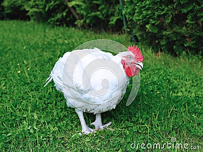 Broiler chicken walks on a lawn Stock Photo