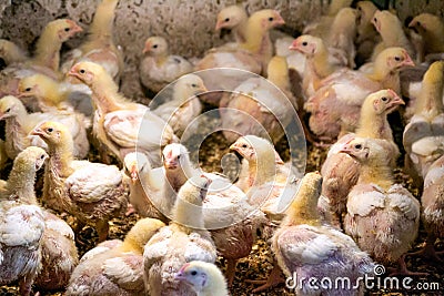 Broiler chickens bask under a lamp in a chicken coop in a village Stock Photo