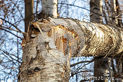 Broken birch in the autumn forest, on a bright sunny day. A storm or hurricane broke a tree. Sunbeams and sunspots Stock Photo