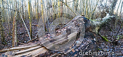 Broken birch trunk close-up, lying on the ground Stock Photo