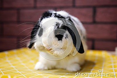 Broken black holland lop rabbit bunny cute cleaning face Stock Photo