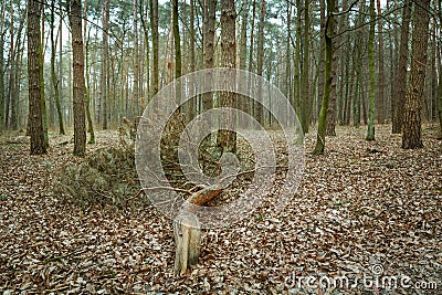Broken branch in the forest, autumnal view Stock Photo
