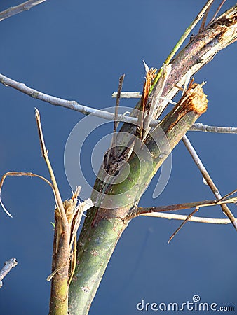 Broken branch Stock Photo