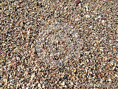 Broken conches, Hormus, Persian Gulf, Iran Stock Photo