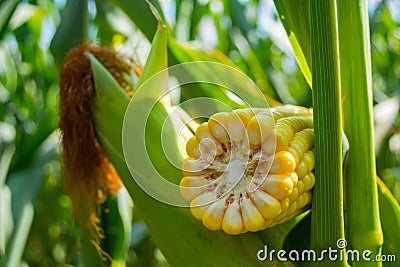 Broken corn stalk with a thin stem and large grain Stock Photo
