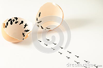 A broken egg and the chick footprints walking away Stock Photo