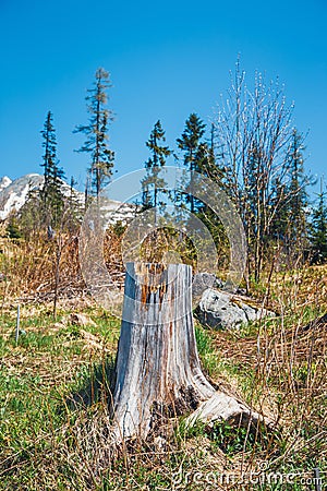 Broken forest after mountain wind Stock Photo