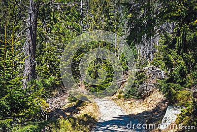 Broken forest after mountain wind Stock Photo