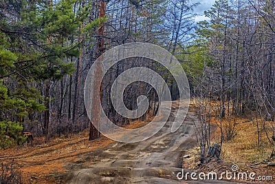 forest road Siberia Stock Photo