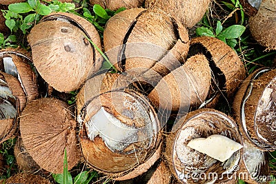 Broken half coconut shell in natural with grass Stock Photo