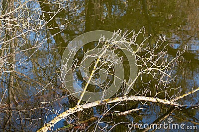 Broken leafless twig in river Dyje, Lednice, Czechia Stock Photo