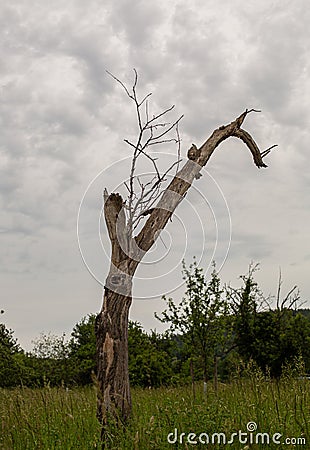 A broken, lonely tree. Dried branches. Old trees. Weeds in the field. Rotten wood. Green valley near the forest. The rest of the t Stock Photo