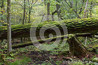 Broken oak tree moss wrapped trunk Stock Photo