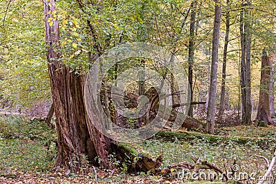 Broken old Norwegian spruce in autumn Stock Photo