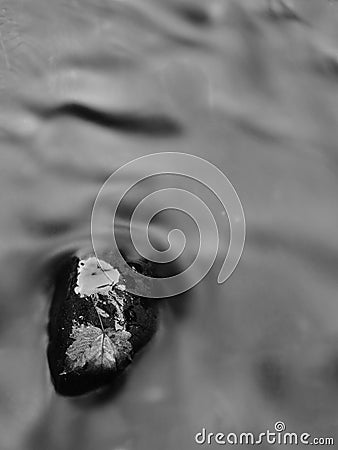 Broken old oak leaf on basalt stone in blurred water of mountain river, first autumn leaves. Black and white photo. Stock Photo