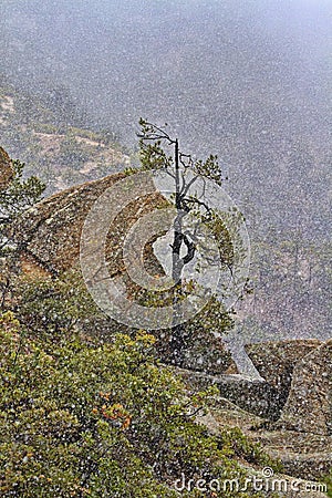 Broken pine stands with serenity in snowfall on Mount Lemmon Stock Photo