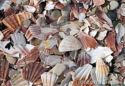 Broken scallop shells litter beach. Stock Photo