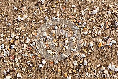 Broken sea shells on tropical beach sand. Stock Photo