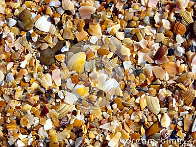 Broken seashells. Stock Photo