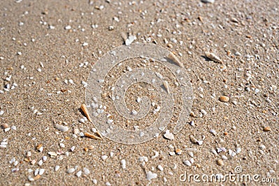 Broken shells on a beach sand in bright daylight. Stock Photo