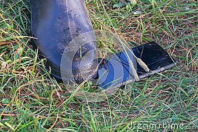 A broken smartphone lies in the grass. Stock Photo