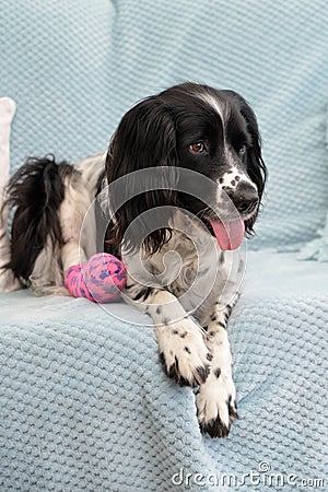 Broken but still smiling. A dog with a broken leg on a sofa. Stock Photo