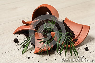 Broken terracotta flower pot with soil and plant on floor Stock Photo