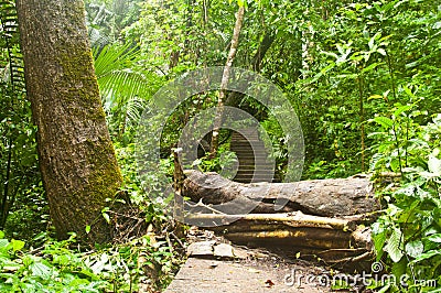 Broken tree Stock Photo