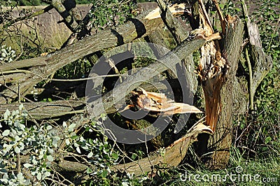 Broken Tree Stock Photo