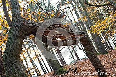 Broken Tree Branch in Woods Stock Photo