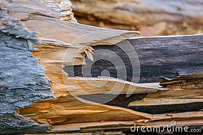 Broken tree, close-up. Destroyed wood, selective focus. Natural wood background Stock Photo