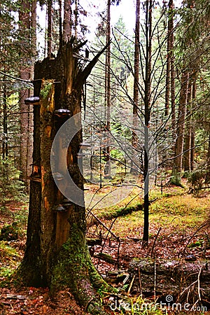 A broken tree covered with a sponge Stock Photo