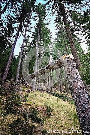 Broken tree in forest vegetation Stock Photo