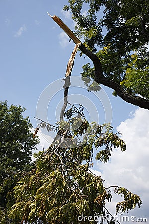 Broken tree limb Stock Photo