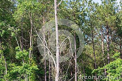 Broken tree limbs hanging dangerously after storm Stock Photo
